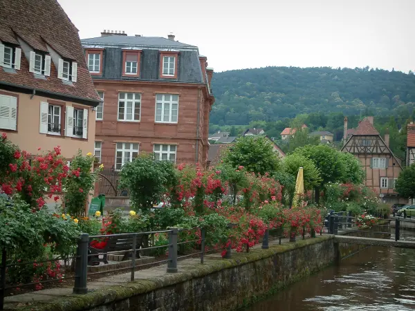 Wissembourg - River (Lauter), bloemrijke kust, huizen in de oude stad en het bos op de achtergrond