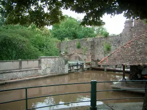 Wissembourg - Río (Lauter), paredes y árboles