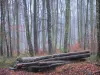 Woud van Eawy - Bomen, gekapt hout en dode bladeren