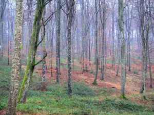 Woud van Eawy - Bomen en vegetatie