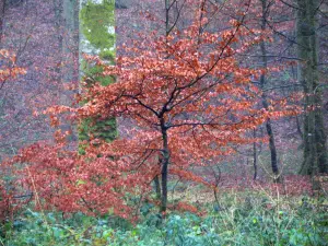 Woud van Eawy - Bomen, struiken voor de herfst kleur en vegetatie