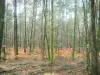 Woud van le Gâvre - Vegetatie, dode bladeren en bomen van het bos