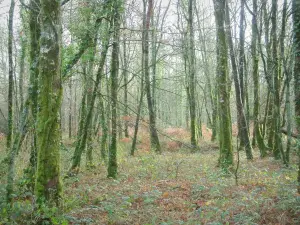 Woud van le Gâvre - Vegetatie en bomen