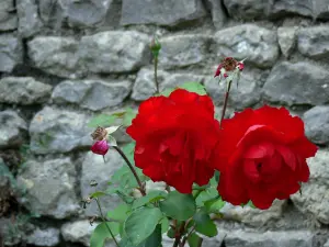 Yèvre-le-Châtel - Rose rosse (rosa) e facciata in pietra