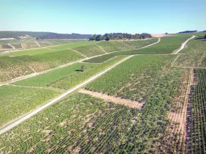 Yonne vineyards - Vineyards of the Chablis vineyard