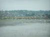 Zoute moerassen van Guérande - Vogels in volle vlucht, het lichaam van het water en vegetatie