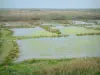 Zoute moerassen van Guérande - Bassins en vegetatie