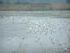 Zoute moerassen van Guérande - Vogels, het lichaam van het water en vegetatie