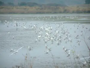 Zoute moerassen van Guérande - Vogels, het lichaam van het water en vegetatie