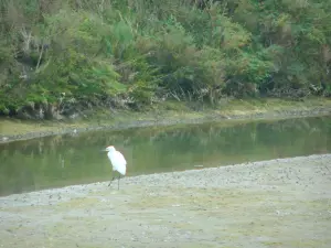 Zoute moerassen van Guérande - Bird (zilverreiger)