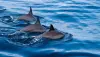 乘船游览和与留尼汪岛的海豚一起游泳，从Saint-Gilles-les-Bains-包括设备 - 活动 - 假期及周末游在Saint-Paul