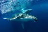 从Saint-Gilles-les-Bains出发，在留尼汪岛观赏海豚和鲸鱼游船-包括饮料和小吃 - 活动 - 假期及周末游在Saint-Paul