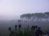 Les alouettes - Jardin dans la brume matinale