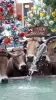 Camping bellerive - Troupeau de vaches : transhumance fin mai