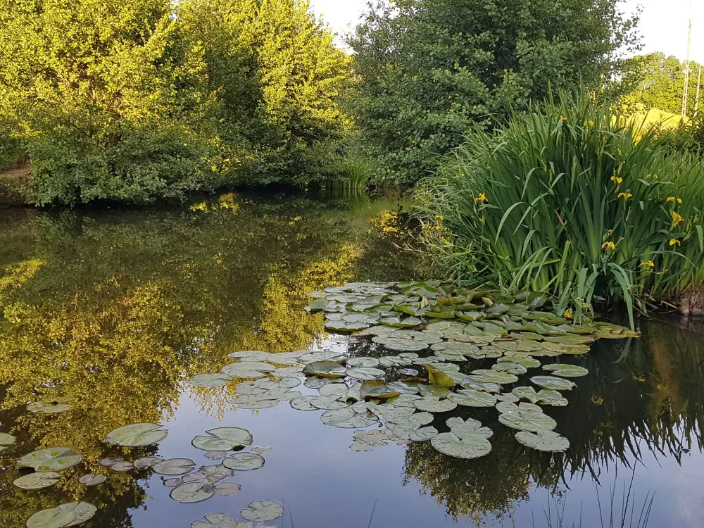 Gite la hount des coges - Etang privé