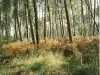 Haus 'Lous Amics' - Spaziergang im Wald der Landes