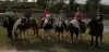 Paseos a caballo en Irish Cob - Actividad - Vacaciones y fines de semana en Laburgade