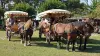 Passeggiata in calesse in Camargue del Gard - Attività - Vacanze e Weekend a Le Cailar