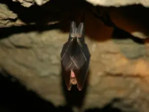 Greater horseshoe bat (© DR)