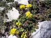 Flore du Ventoux (© Jean Espirat)