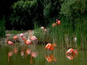 Bird Park of Villars-les-Dombes