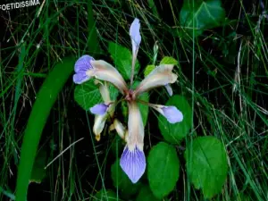 Local Flora ( © Jean Espirat )