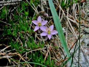 Local Flora ( © Jean Espirat )