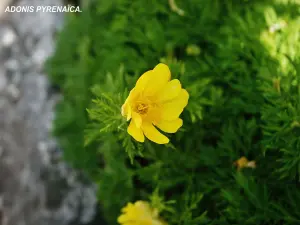 Flora of the valley of Eyne (© J.E)