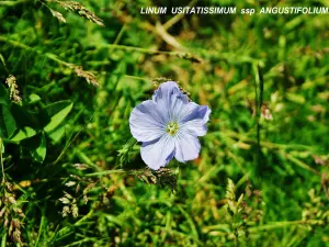 Flora of the valley of Eyne (© J.E)