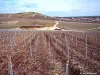 Vineyard Ay -en- Champagne ( © Jean Espirat )