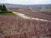 Vineyard hautvillers ( © Jean Espirat )