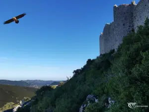 Peyrepertuse et aigle royal