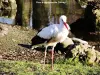 La cigogne d'Alsace - Cigogne dans le parc de Cernay (© Jean Espirat)