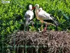 La cigogne d'Alsace - Trois adultes veillent sur le cigogneau (© Jean Espirat)