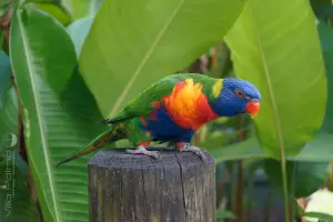Deshaies Botanical Garden - Parrot