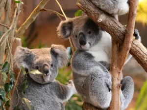 Dierentuin Beauval Zoo (© Zoo Beauval Park Saint-Aignan)