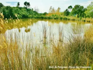 Pond of Chaoumes - Wood Palayson (© Jean Espirat)