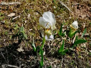 Spring Plant regional (© Jean Espirat)