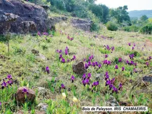 Flowering dwarf iris (© Jean Espirat)