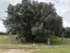 Millennial olive tree and menhir statues