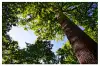 La forêt de Tronçais - Chêne de la Résistance (© Gérard Charbonnel 2014)