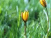 Flore, rare, du Grand Colombier (© Jean Espirat)