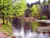 Etang des Roseaux - Massif du Ballon d'Alsace (© Jean Espirat)