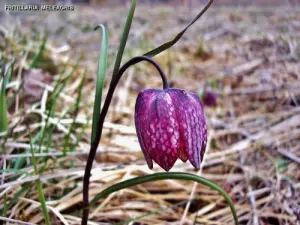 element van de plaatselijke flora (© Jean Espirat)