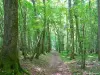 Forest Driveway (© Jean Espirat)