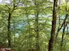 Le lac vu au-travers de la forêt (© Jean Espirat)