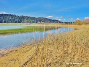 Roselière Lago (© Jean Espirat)