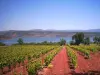 The lake and its color contrasts between the red Ruff, the vineyard of the glittering green and deep blue and many of this beautiful stretch of water...