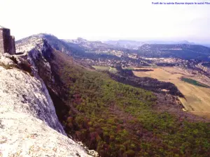 Panorama della foresta, da Saint-Pilon (© J.E)