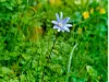 Rareté botanique dans la région (© Jean Espirat)